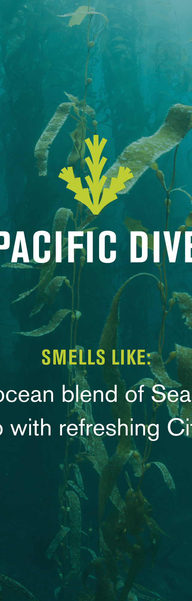 Pacific Dive / Standard