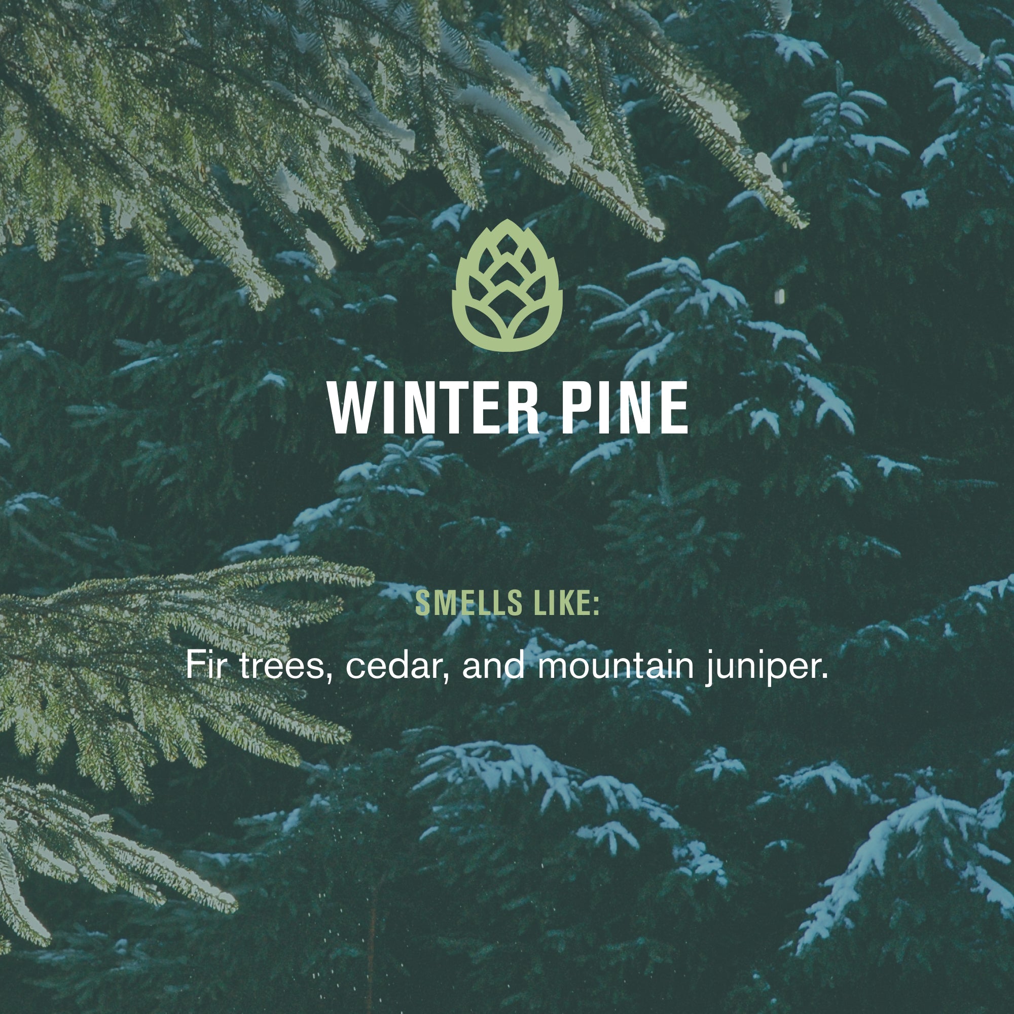 Winter Pine / Standard (878639015463)